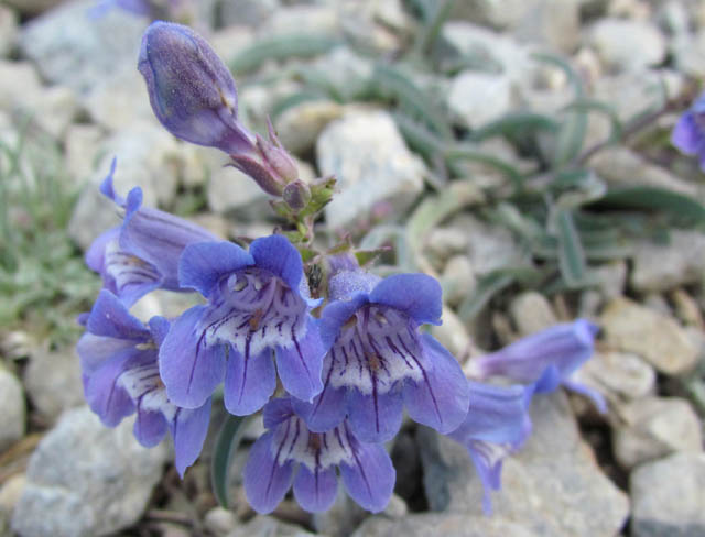 Alpine Penstemon